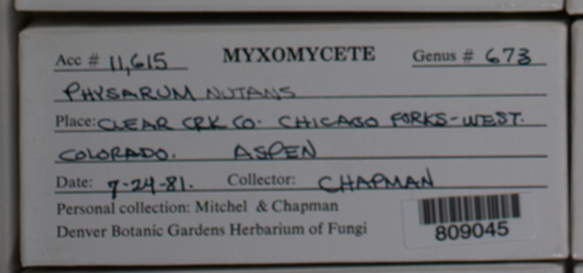 Physarum nutans image